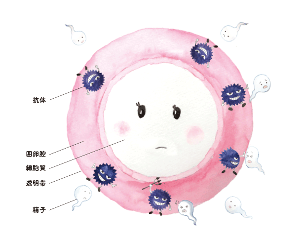 抗精子結合抗体"